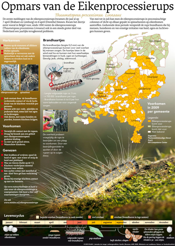 OPMARS VAN DE EIKENPROCESSIERUPS