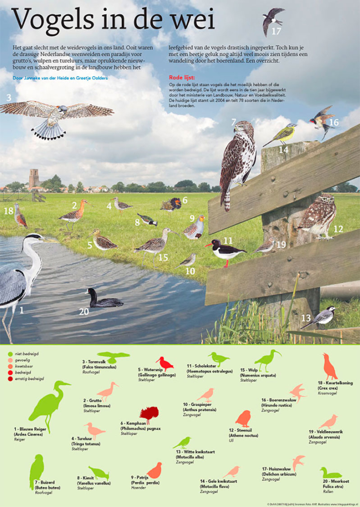 VOGELS IN DE WEI