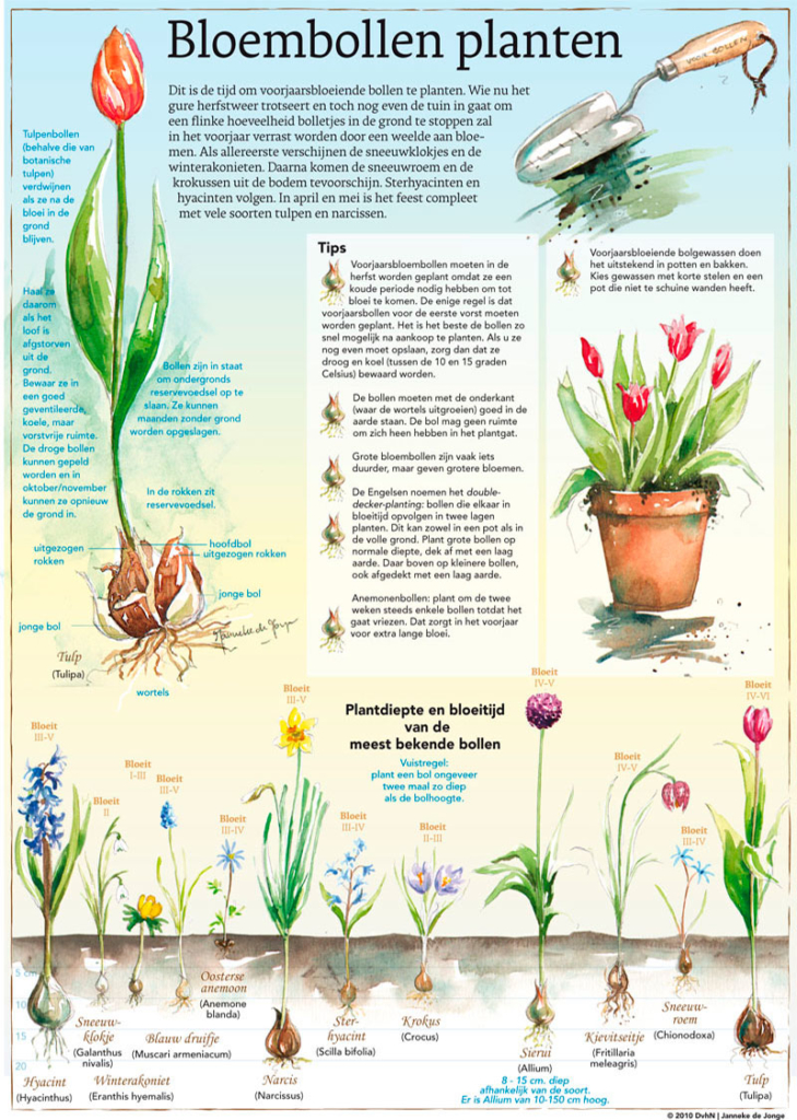 BLOEMBOLLEN PLANTEN