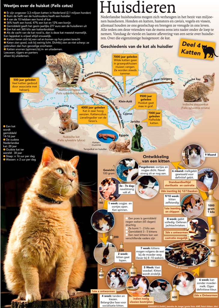 DIEREN IN HUIS [4]: KATTEN