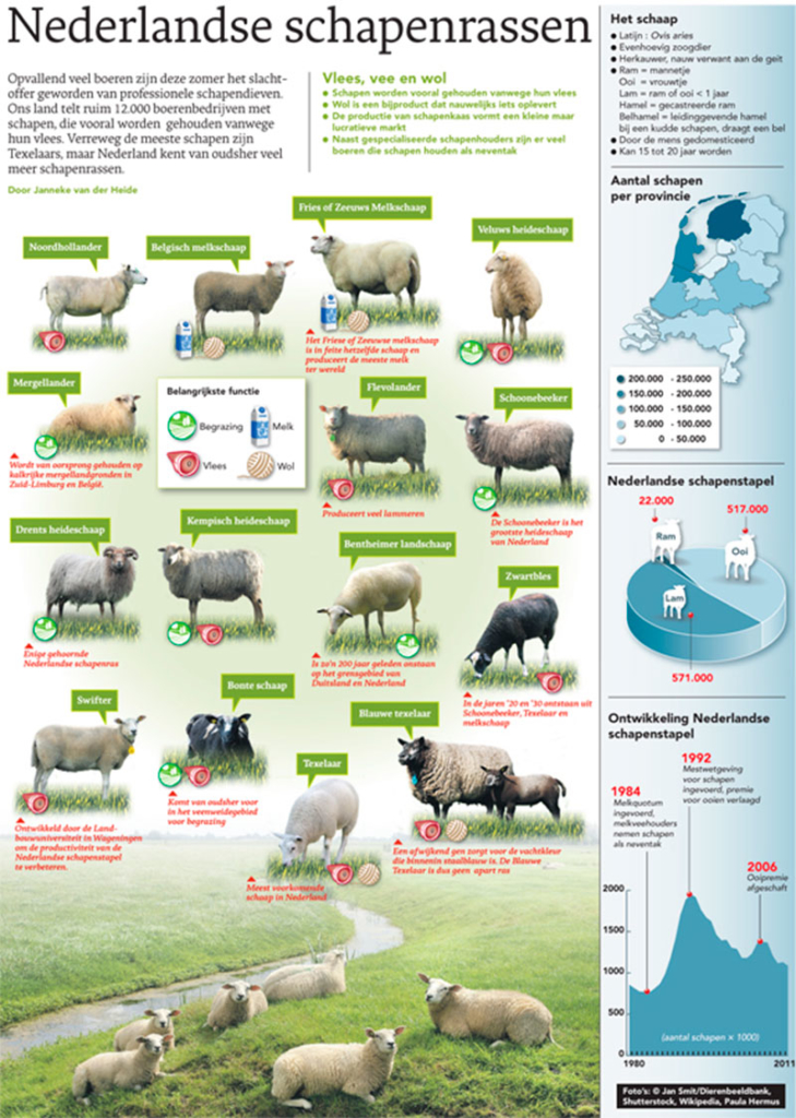 NEDERLANDSE SCHAPENRASSEN