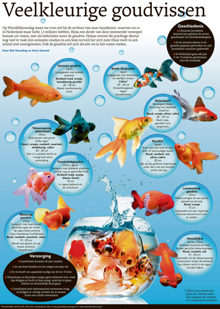 VEELKLEURIGE GOUDVISSEN