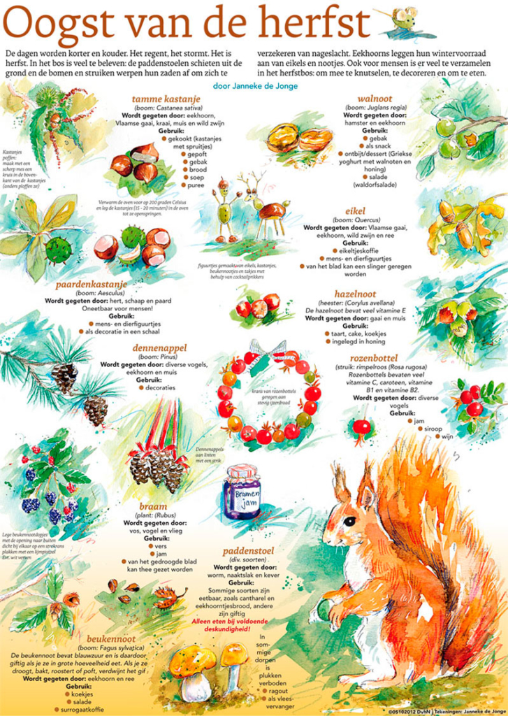 OOGST VAN DE HERFST
