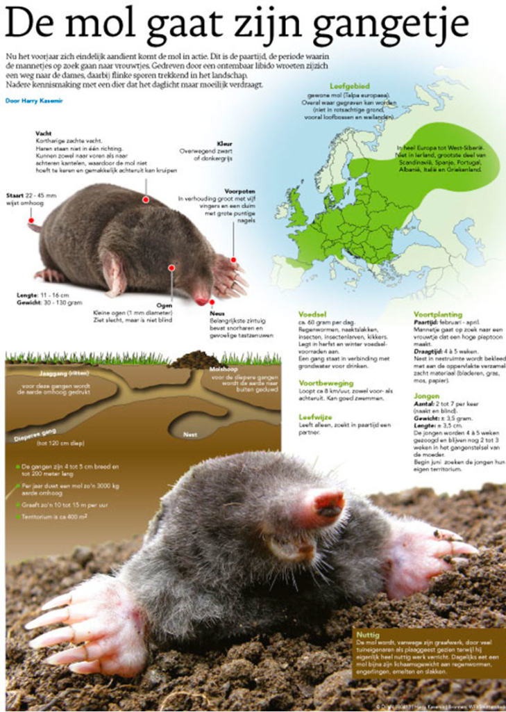 DE MOL GAAT ZIJN GANGETJE