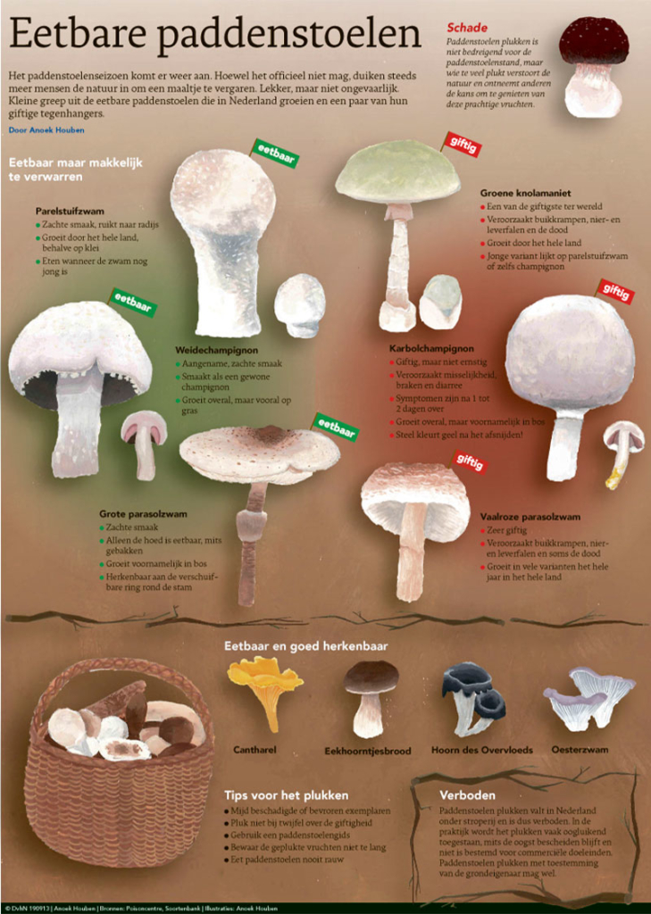 EETBARE PADDENSTOELEN
