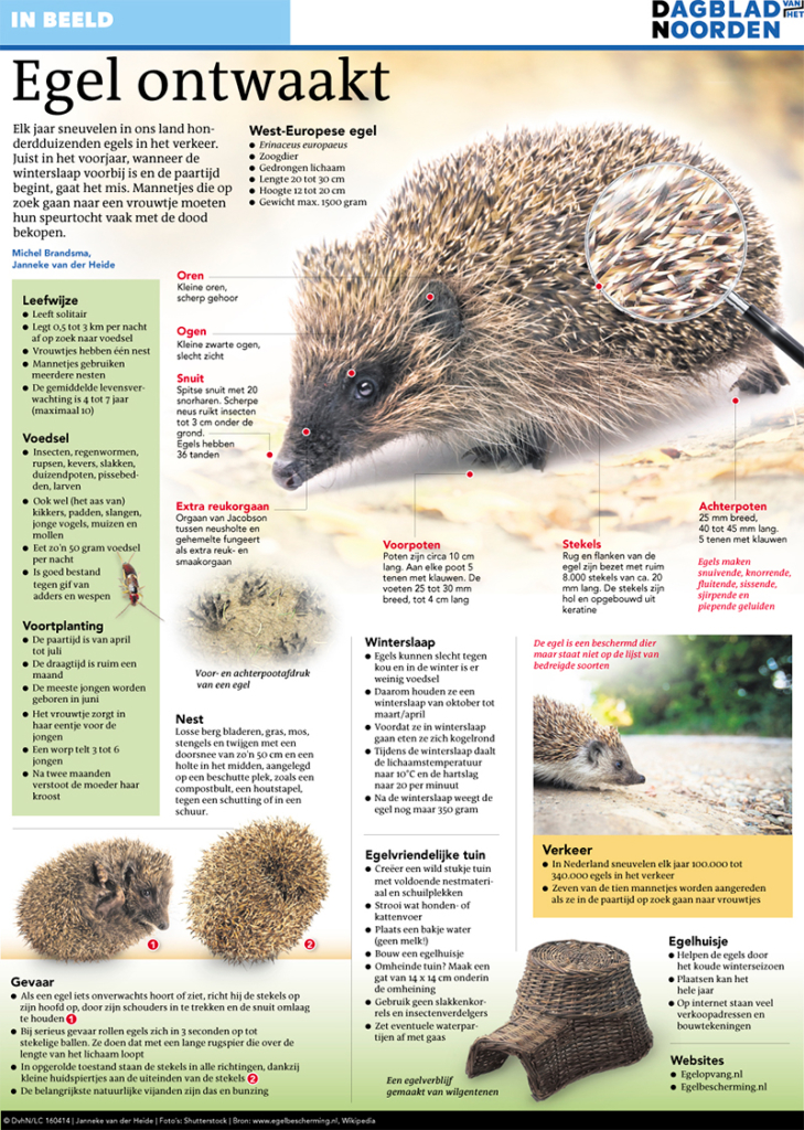 EGEL ONTWAAKT
