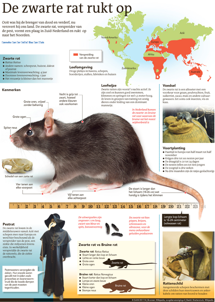 DE ZWARTE RAT RUKT OP