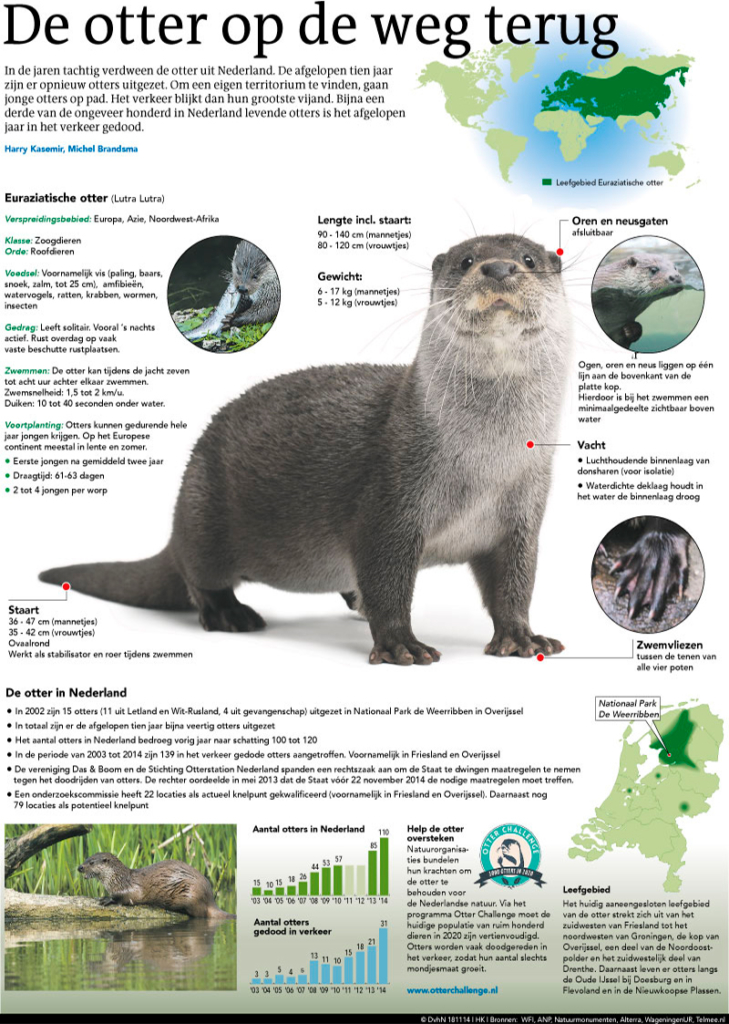 DE OTTER OP DE WEG TERUG