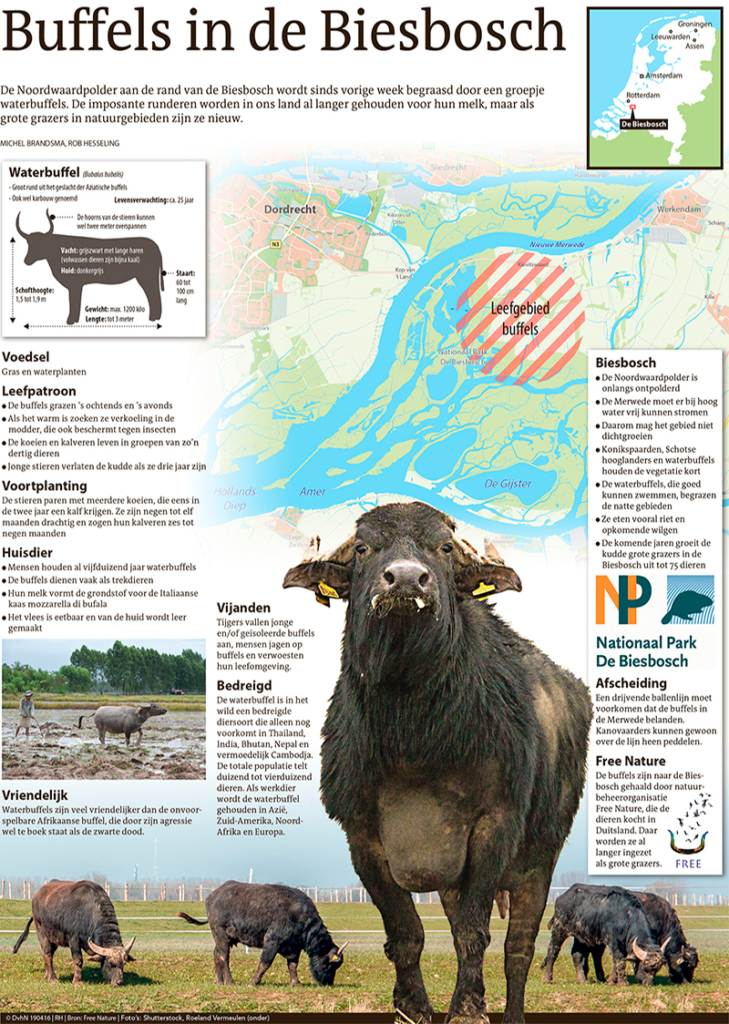 BUFFELS IN DE BIESBOSCH