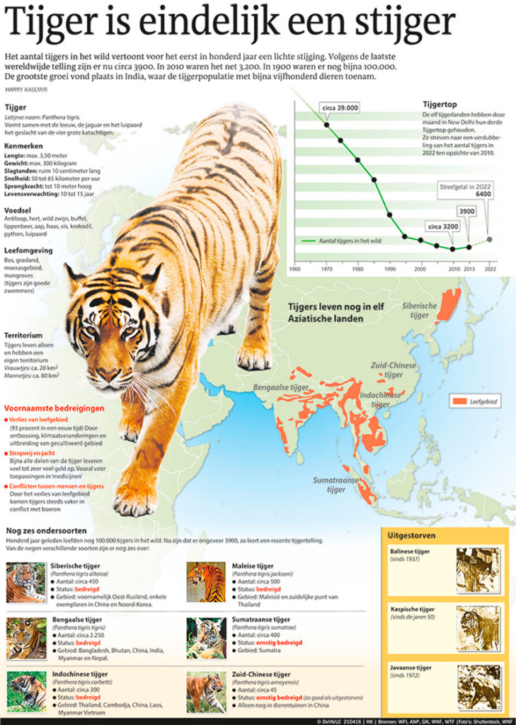 TIJGER IS EINDELIJK EEN STIJGER