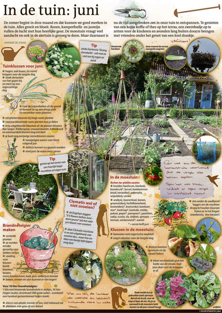 IN DE TUIN: JUNI