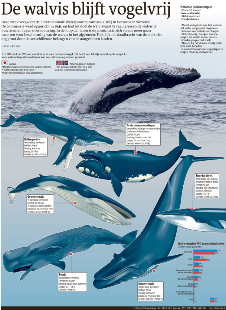 DE WALVIS BLIJFT VOGELVRIJ