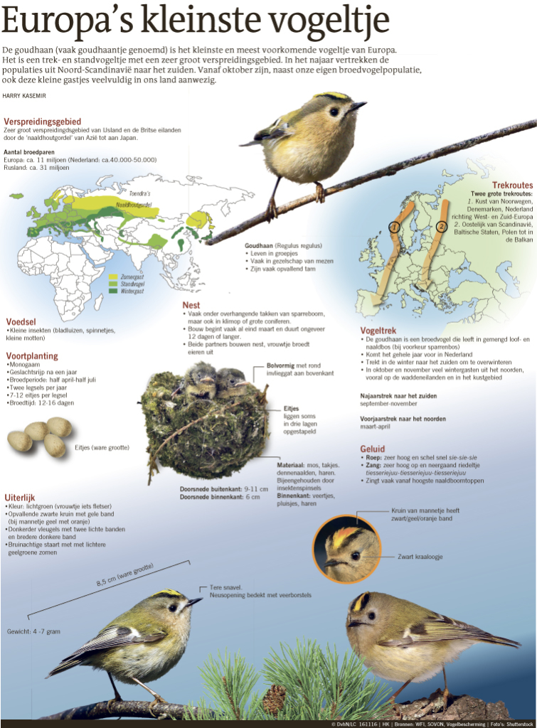 EUROPA'S KLEINSTE VOGELTJE