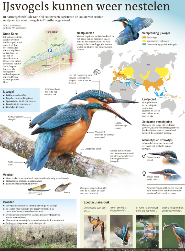 IJSVOGELS KUNNEN WEER NESTELEN