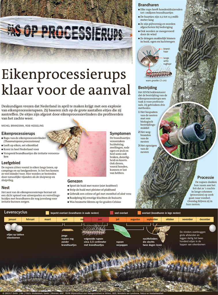 EIKENPROCESSIERUPS KLAAR VOOR DE AANVAL