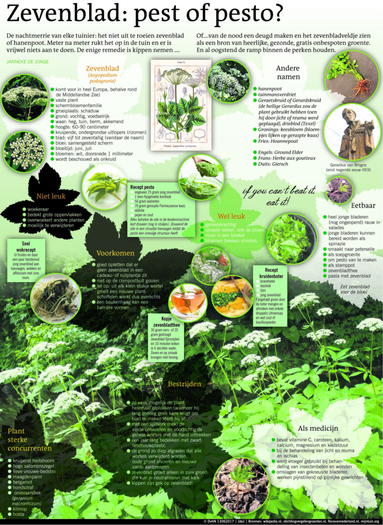 Zevenblad: pest of pesto?