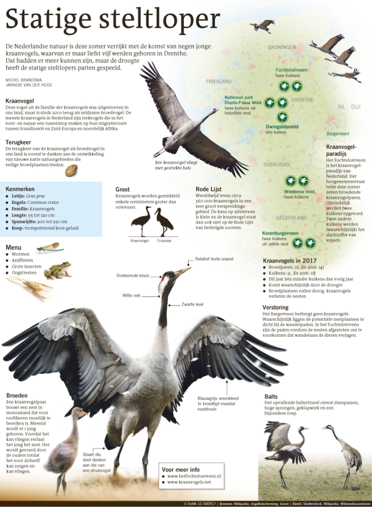Statige steltloper