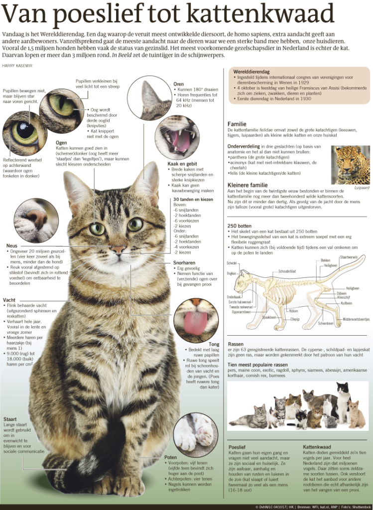 VAN POESLIEF TOT KATTENKWAAD