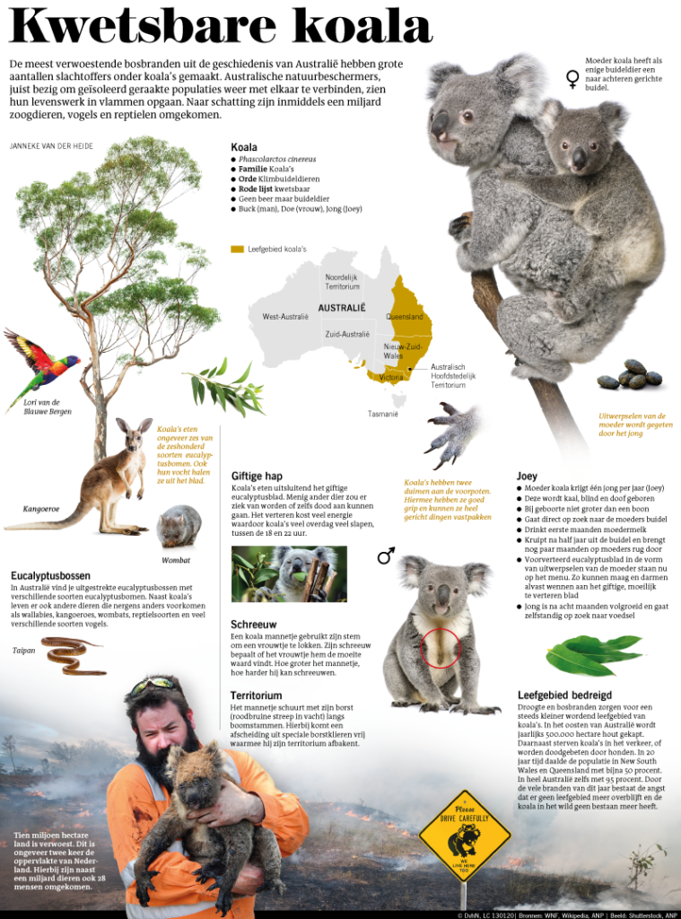 Kwetsbare koala