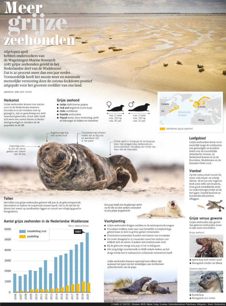 MEER GRIJZE ZEEHONDEN