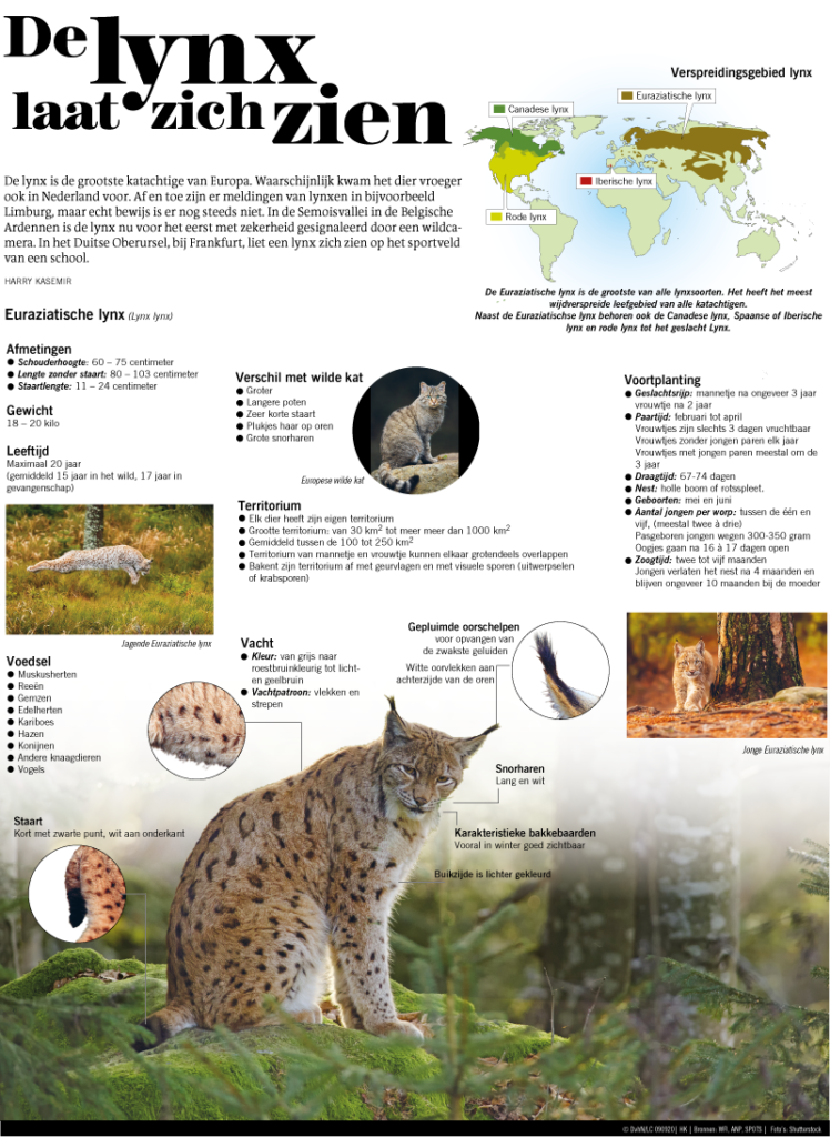 DE LYNX LAAT ZICH ZIEN