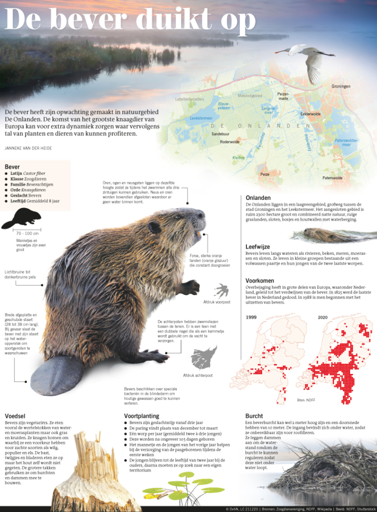 DE BEVER DUIKT OP