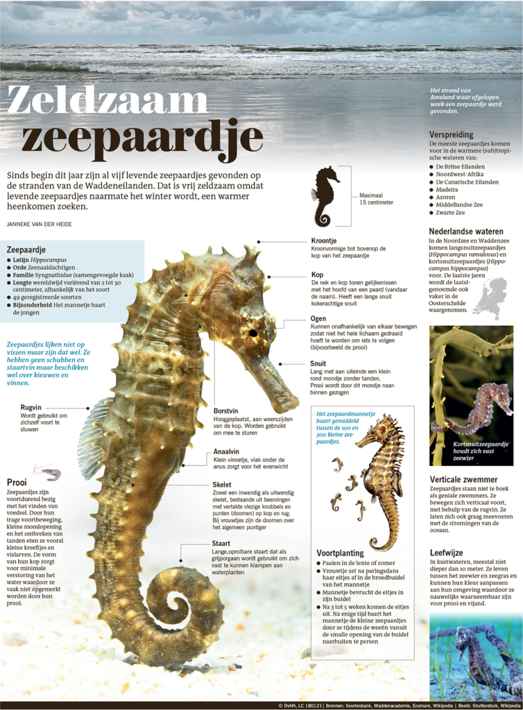 ZELDZAAM ZEEPAARDJE