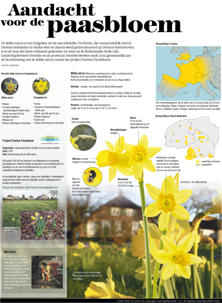 Aandacht voor de paasbloem