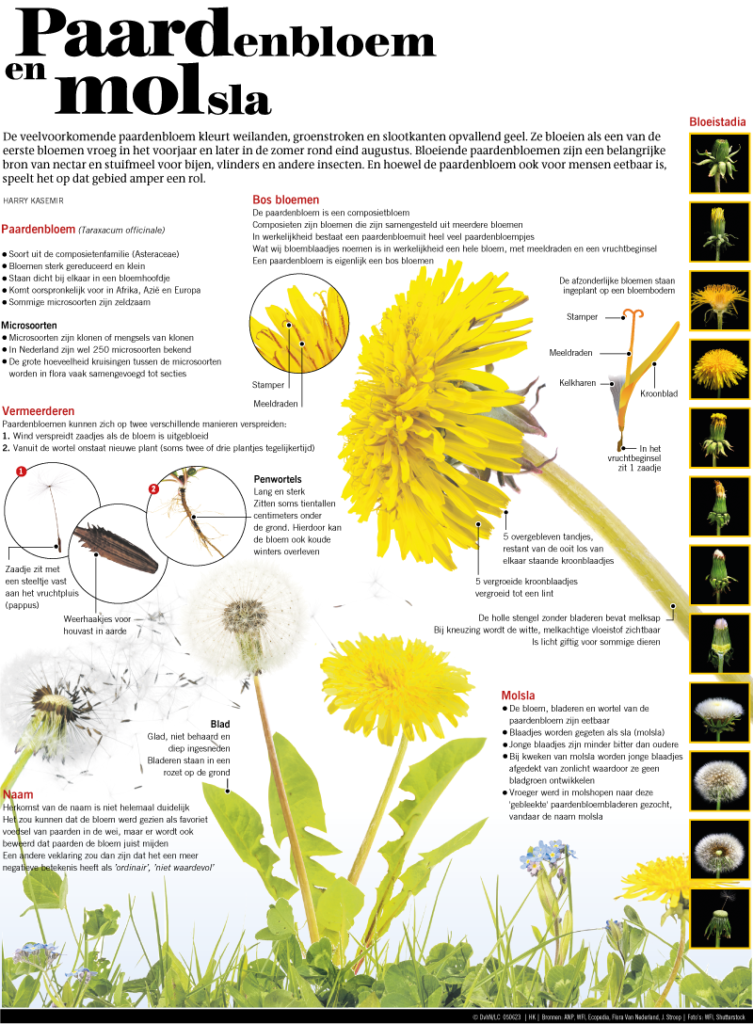Paardenbloem en molsla